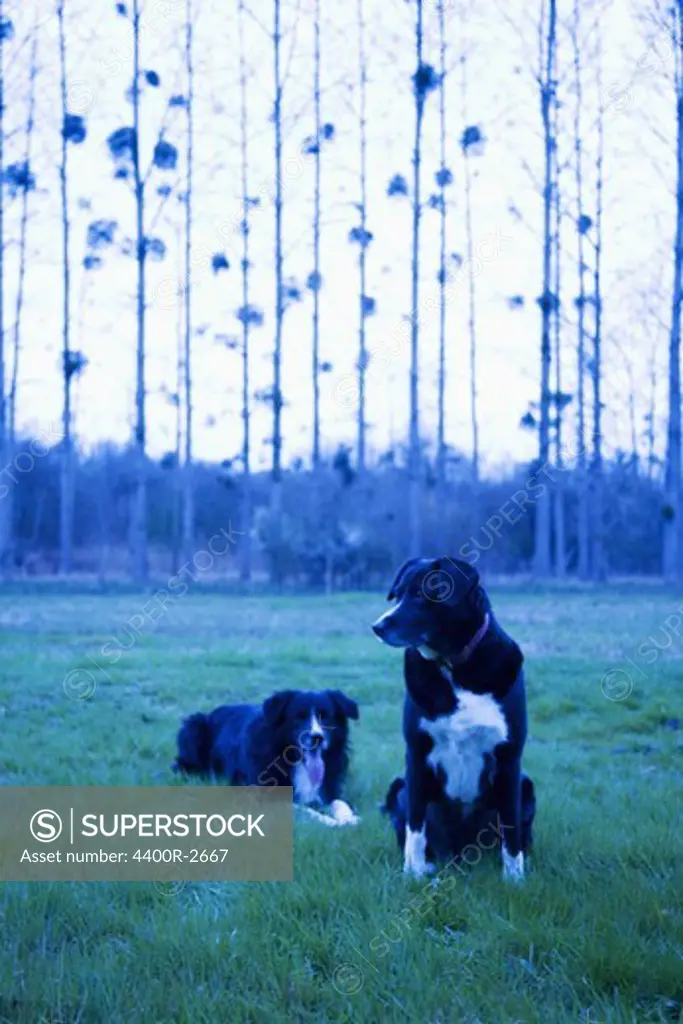 Two dogs on a field, France.