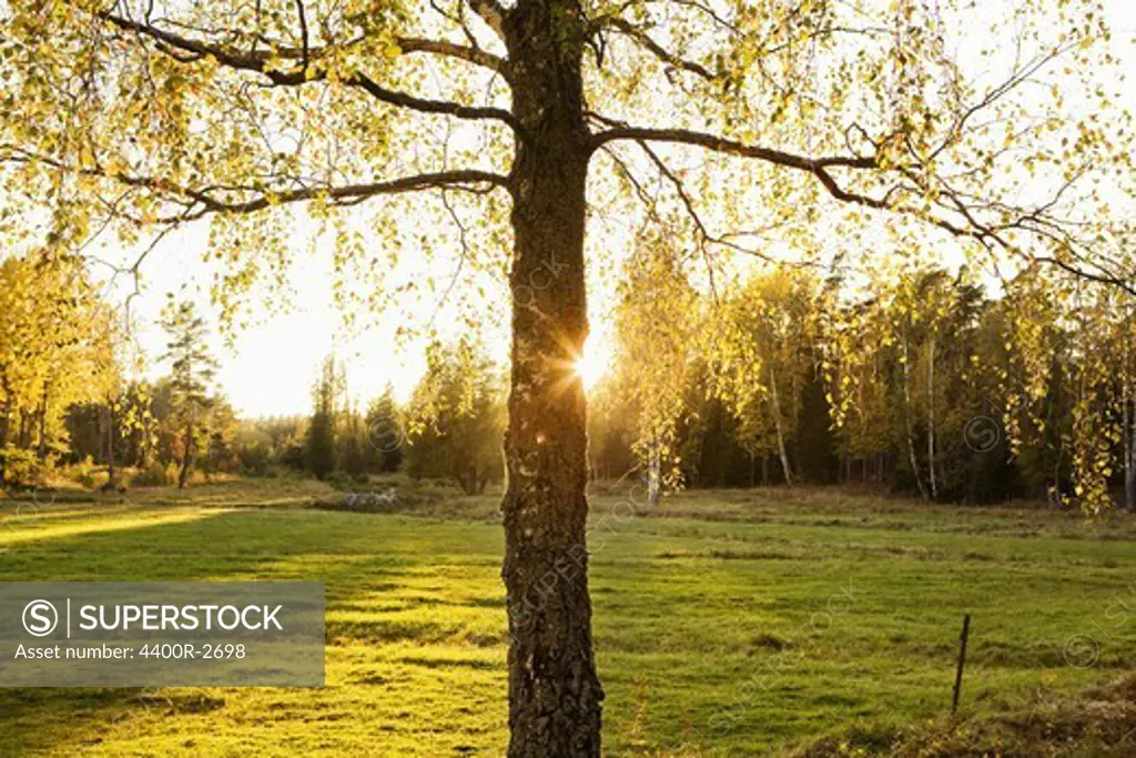 A birch tree, Sweden.