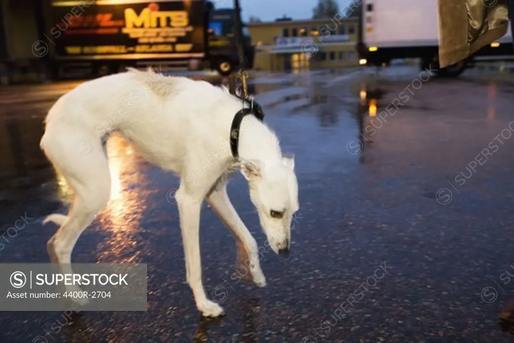A dog in the rainy street, Sweden.