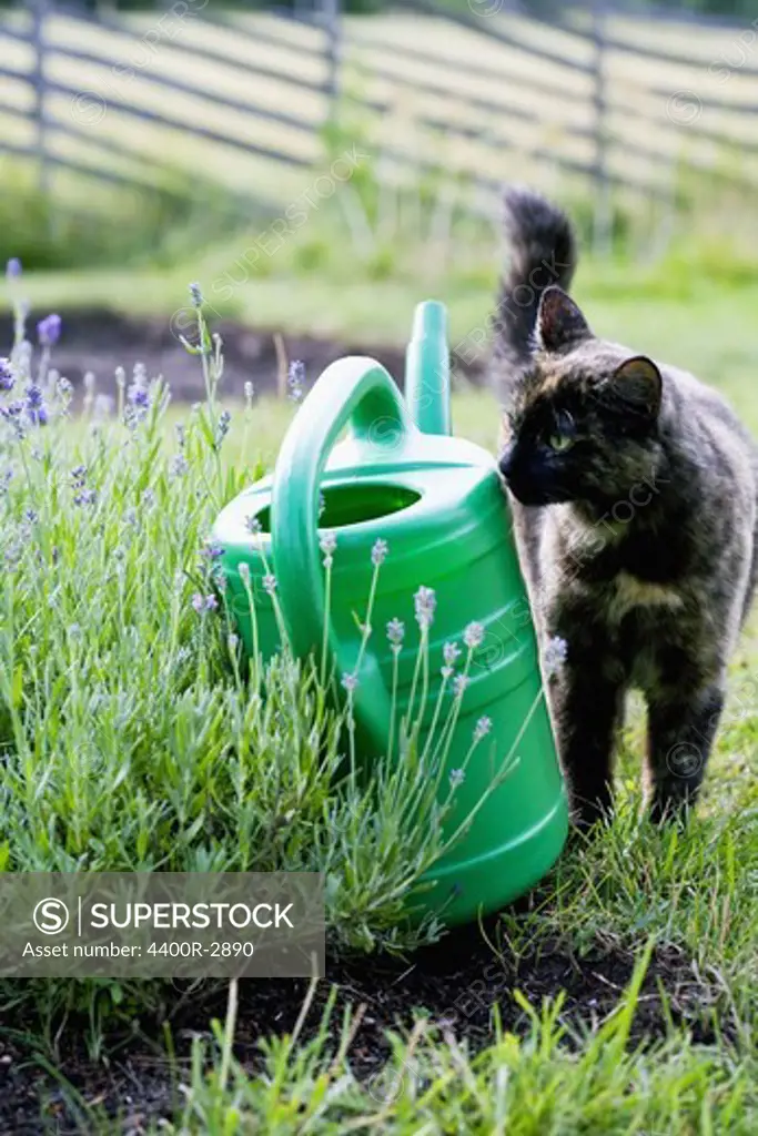 A cat, a water jug and a border of lavender, Sweden.