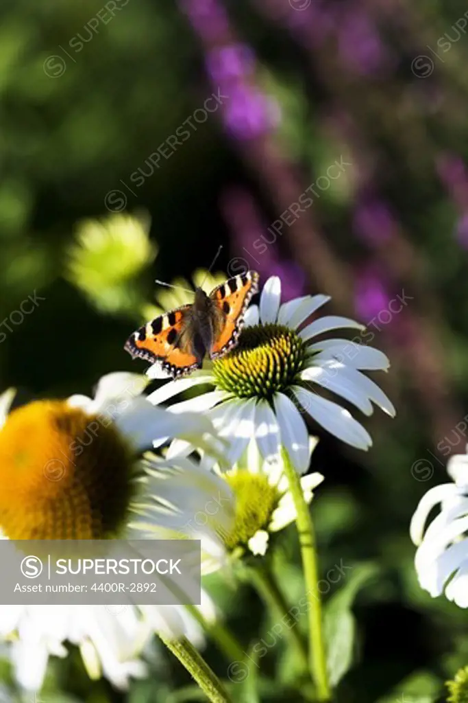 Butterfly on coneflower and woodland sage, Sweden.