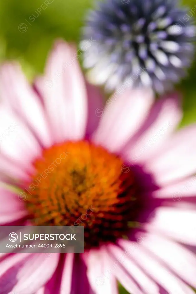 Red coneflower and Echinops sphaerocephalus, close-up, Sweden.