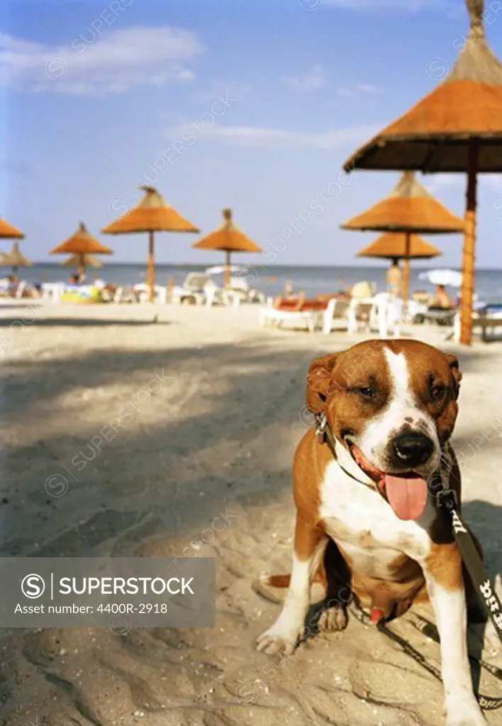 A dog on a beach, Romania.