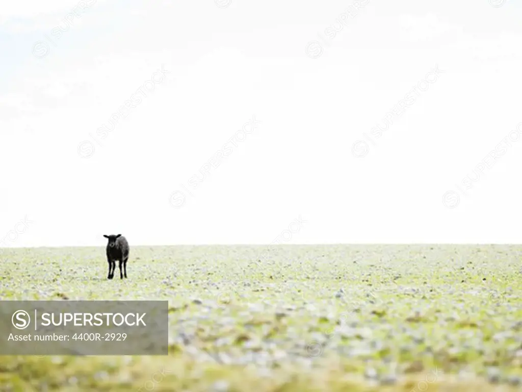 Black lamb in a green field, Gotland, Sweden.