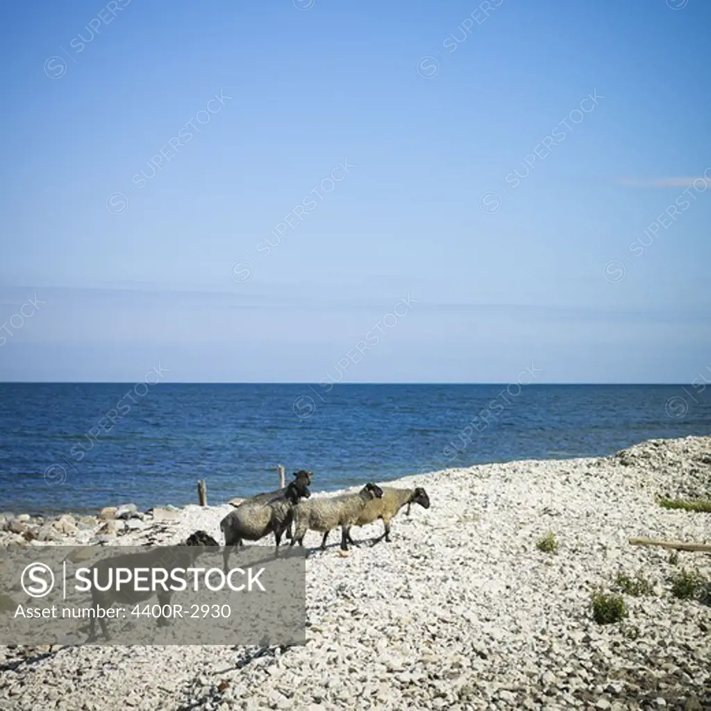 Sheep walking on pebble beach, Faro, Gotland, Sweden.
