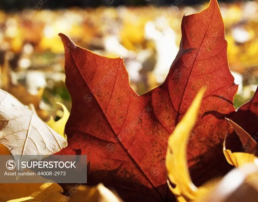 A red autumn leaf, close-up, Sweden.