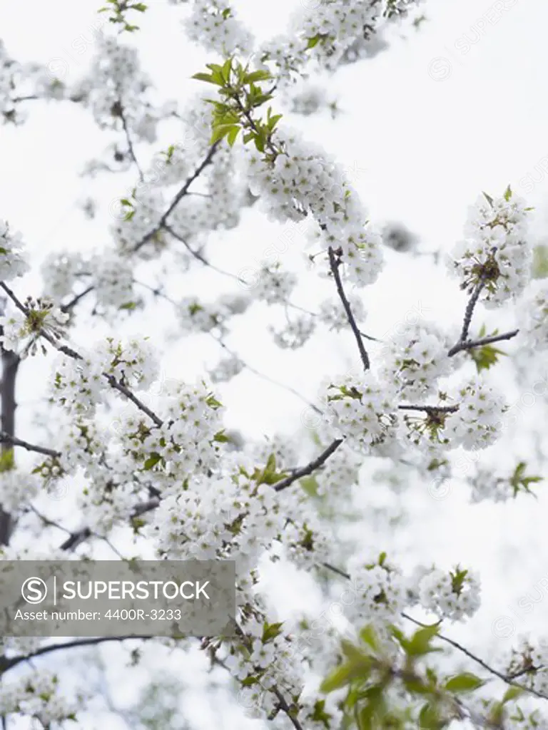 Cherry-blossoms, Sweden.