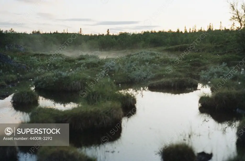 A swamp at dawn, Sweden.