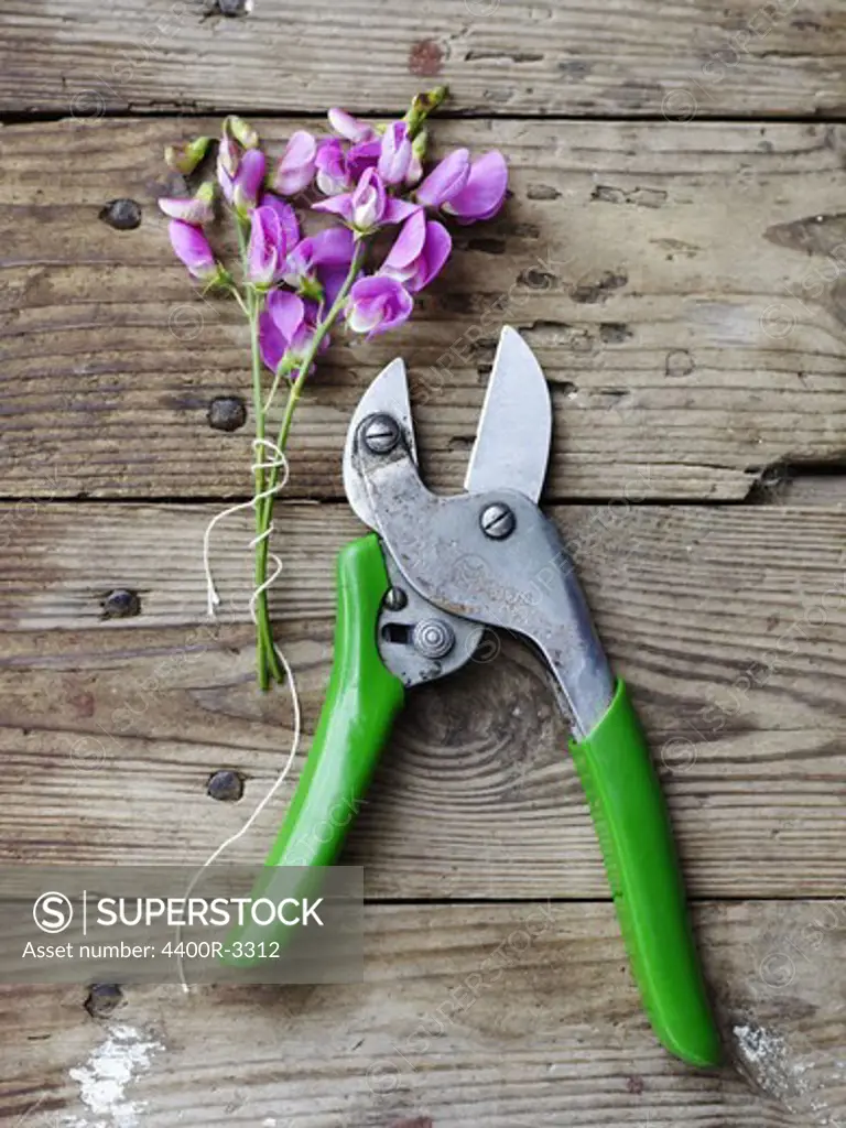 A pair of pruning shears and sweet pea, Sweden.