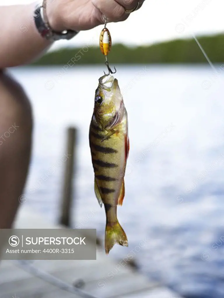 A fresh-caught perch, Sweden.