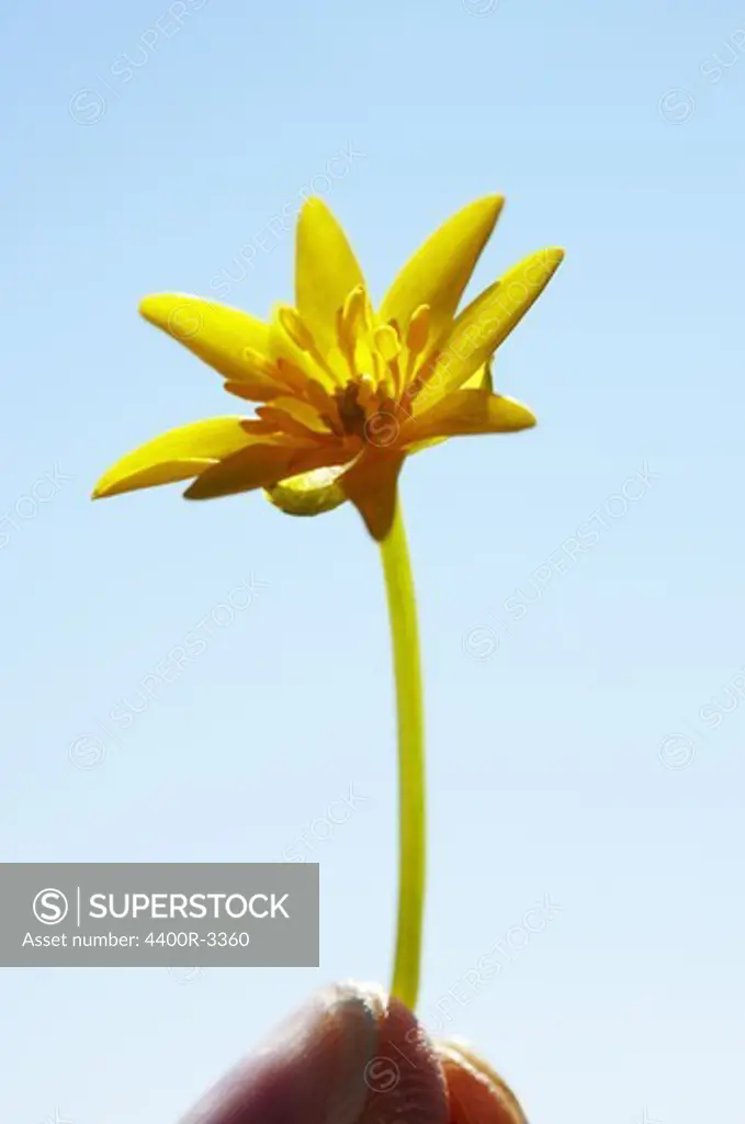 A yellow flower.