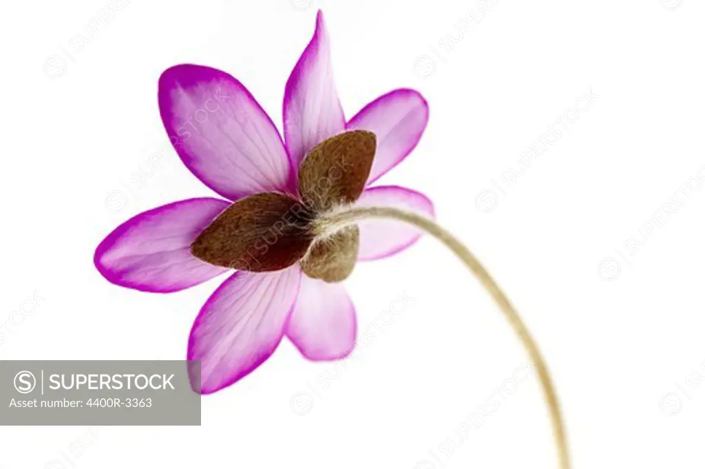 A flower against white background.