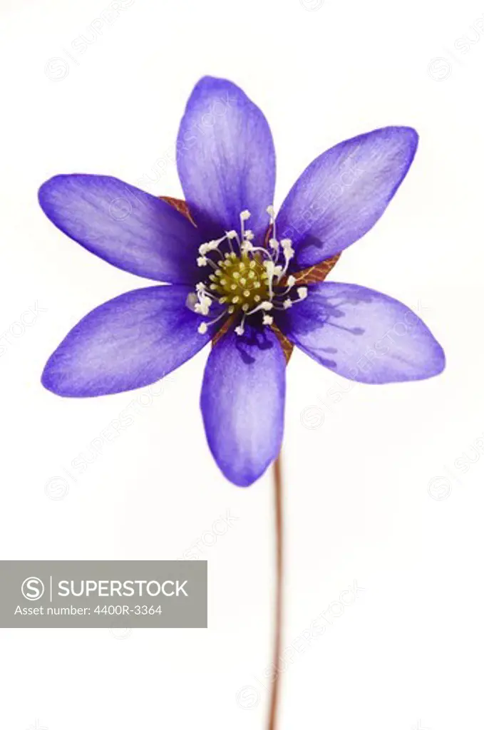 A flower against white background.