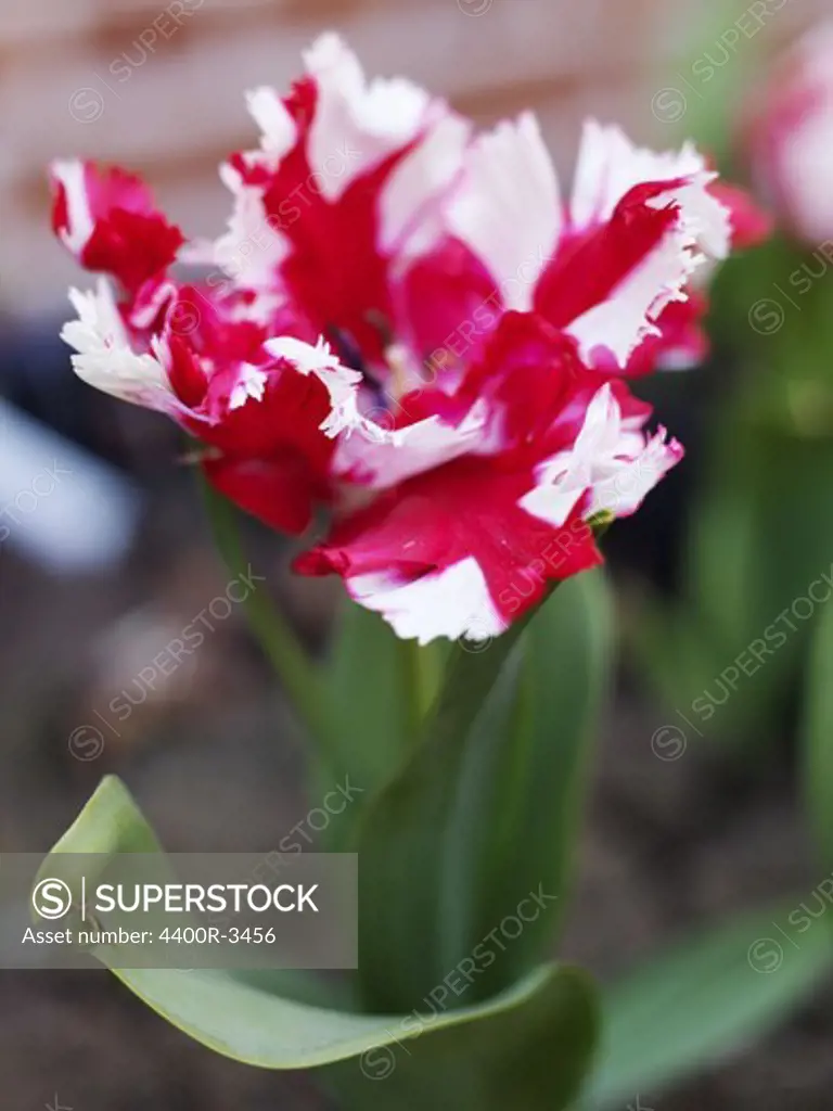 A red tulip, close-up, Sweden.
