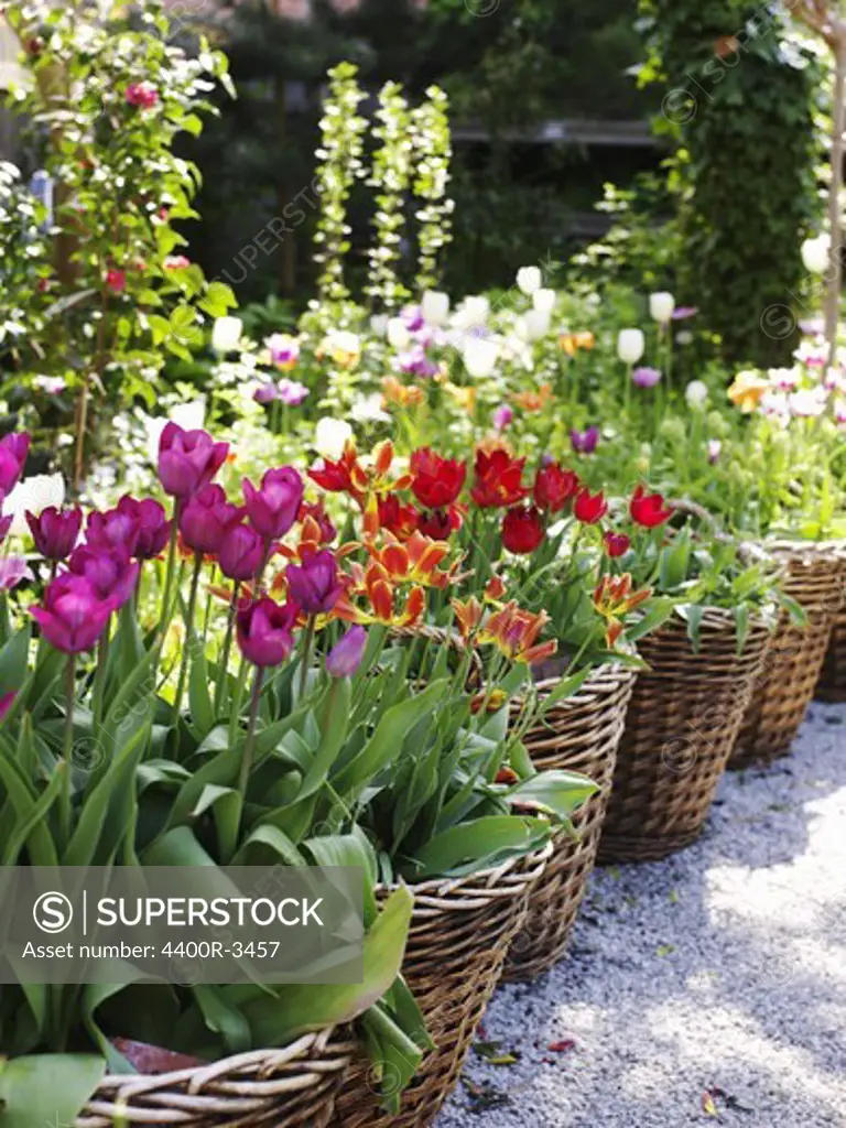 Tulips in baskets, Sweden.