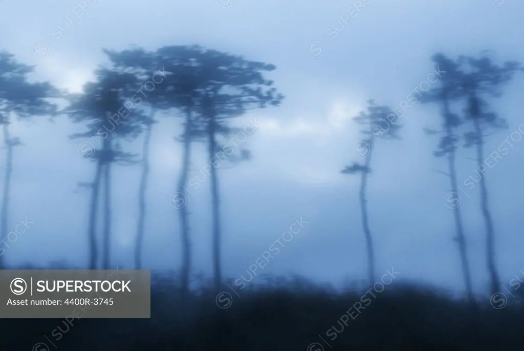 Silhouette of trees in front of a mountain in Japan.