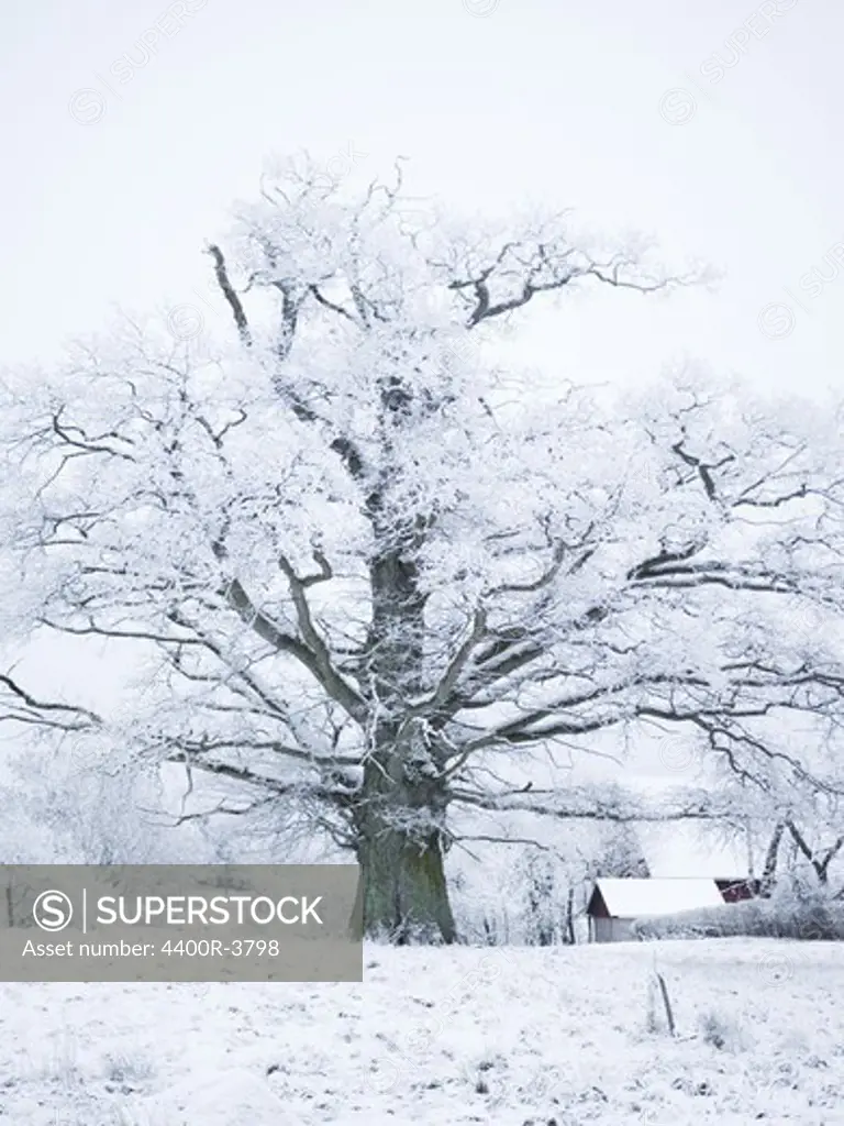 An oak snow covered landscape, Sweden.