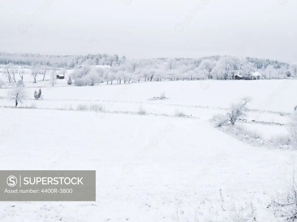 A snow covered landscape, Sweden.