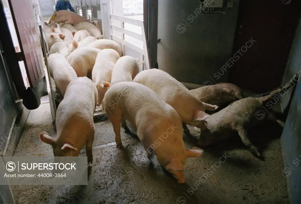 Pigs in butcher shop