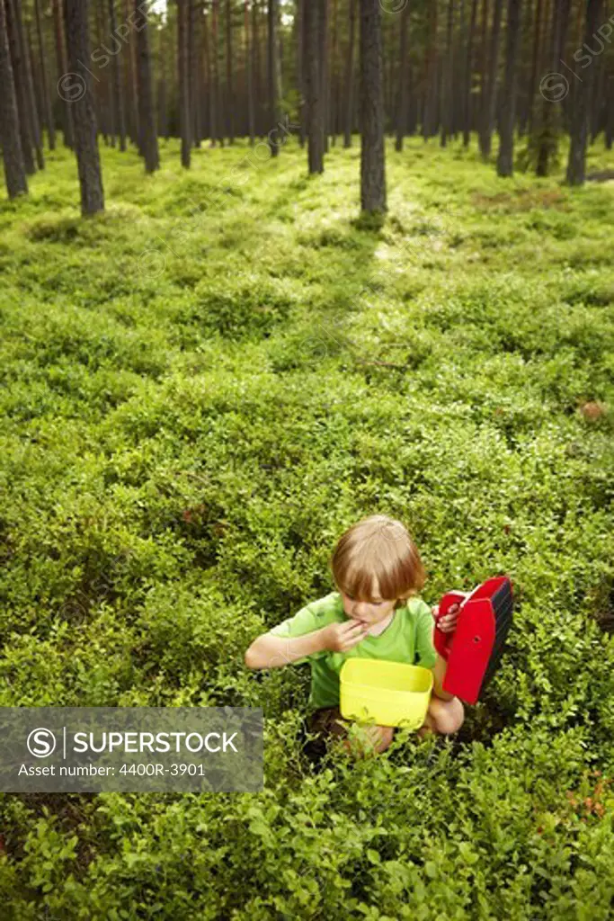A boy picking bluberrys in the forest