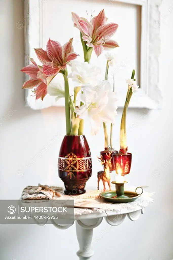 Amaryllis in a vase, Sweden.