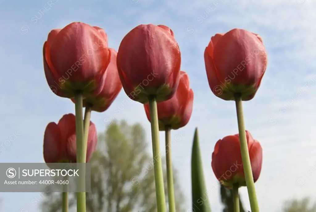 Tulip flowers against sky, close-up
