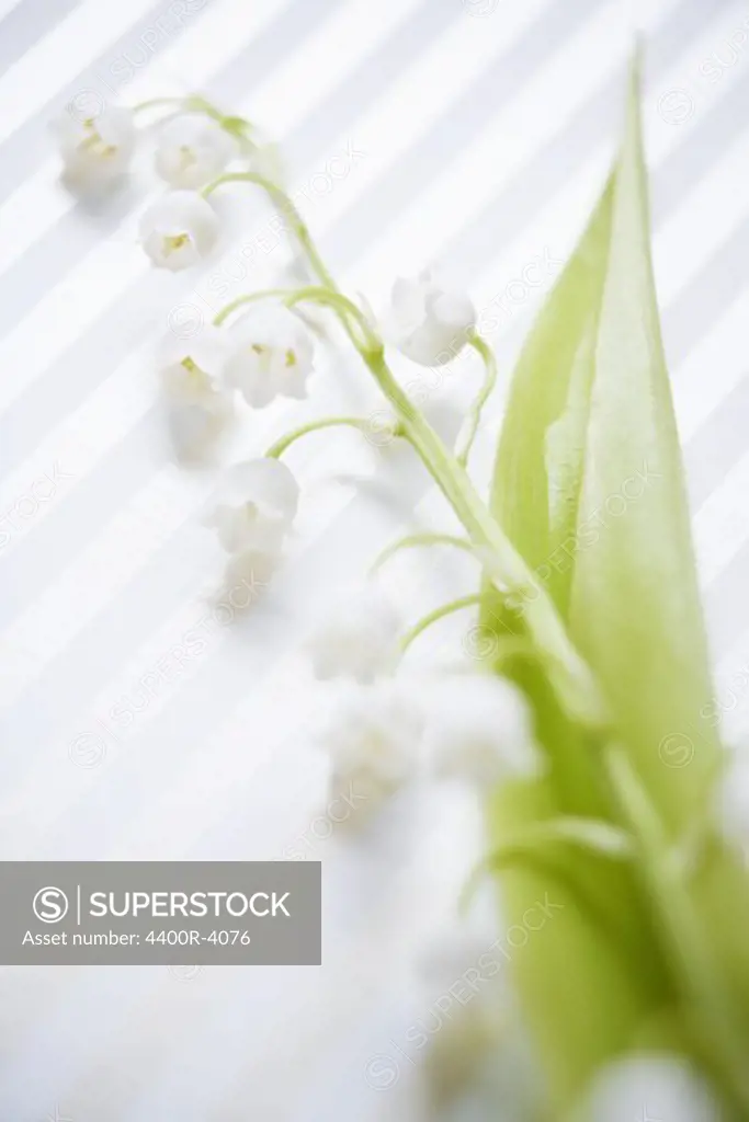 Lily of the valley, close-up.