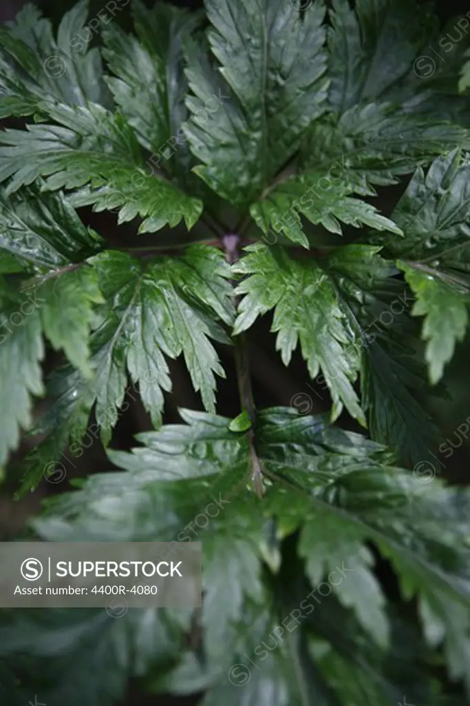 Green leaf, close-up.