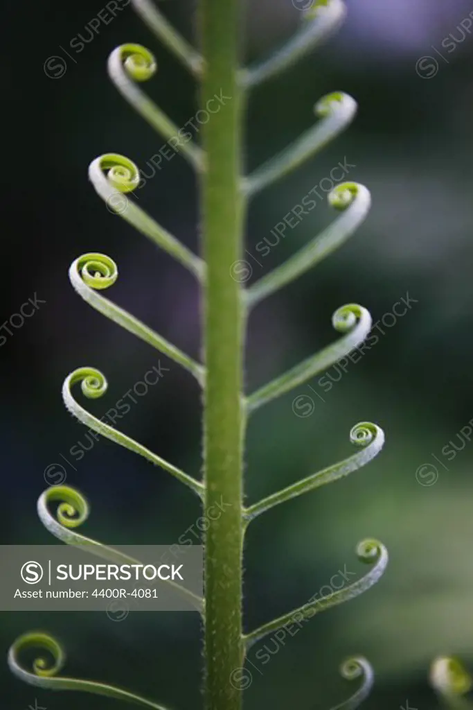 Green leaf, close-up.