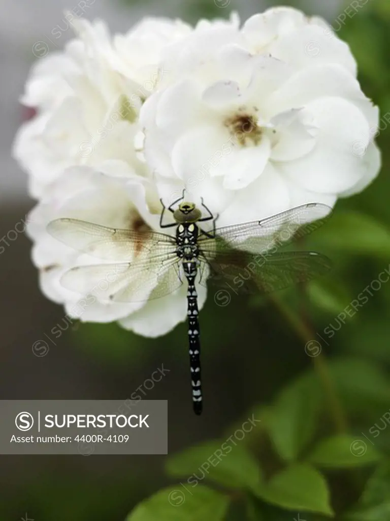Dragonfly on white rose, close-up