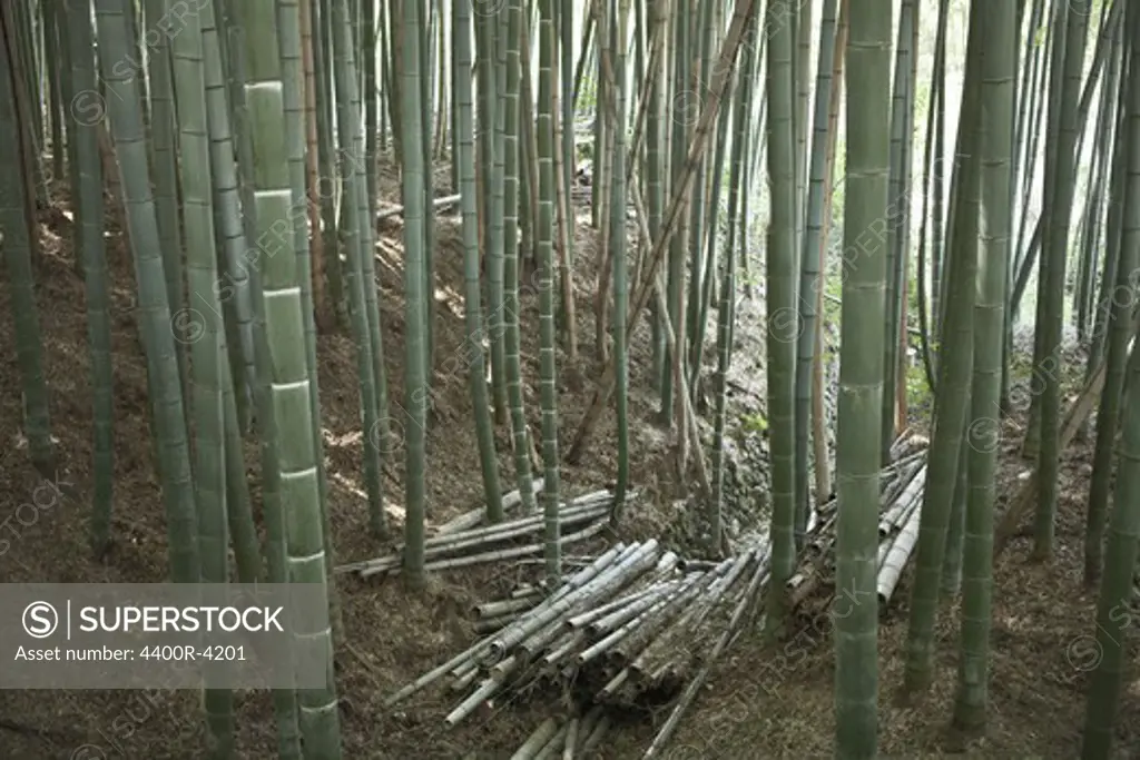 Bamboo forest, Japan.