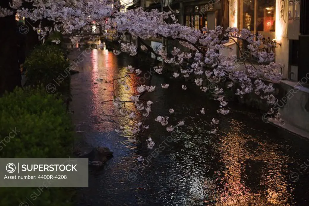 Cherry blossom hanging over water, Japan.