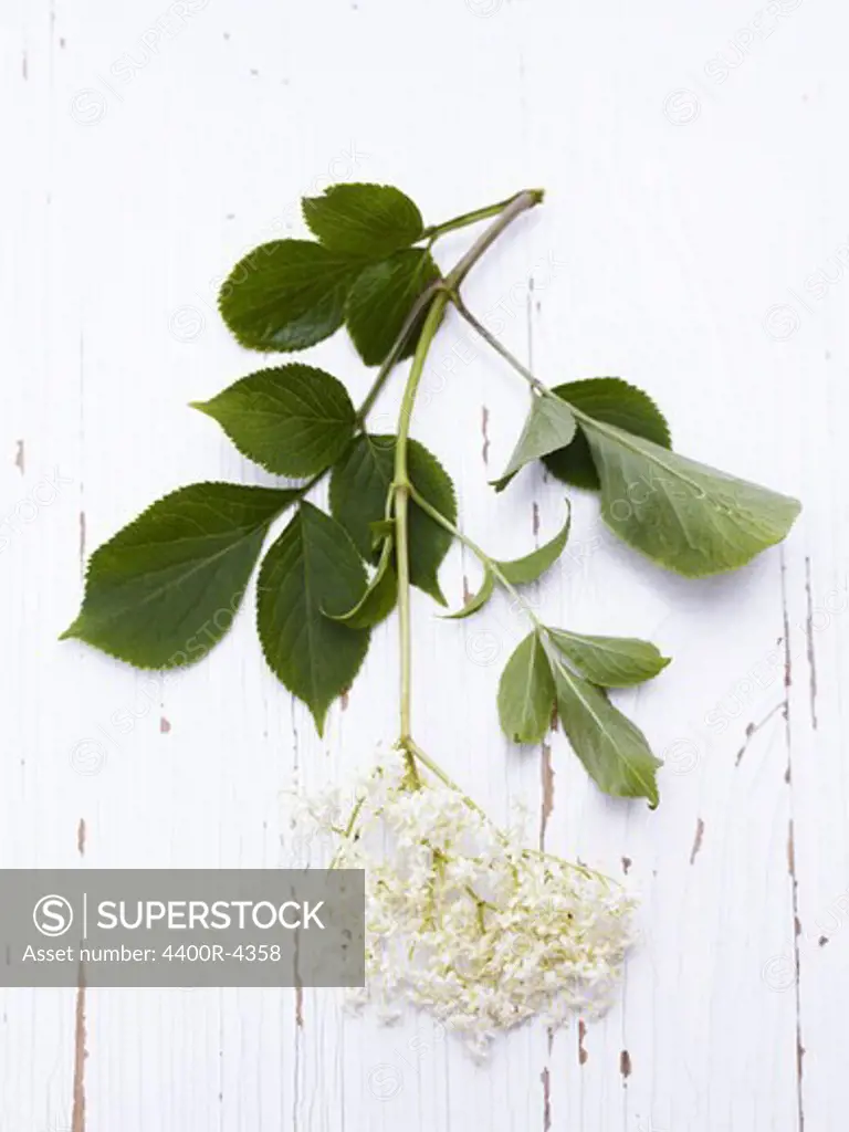 Scandinavia, Sweden, Twig with flowers on wooden background, close-up