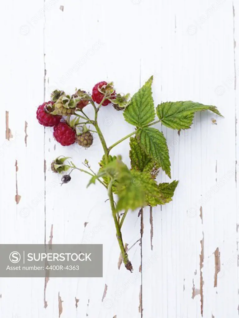Scandinavia, Sweden, Twig of raspberry on wooden background, close-up