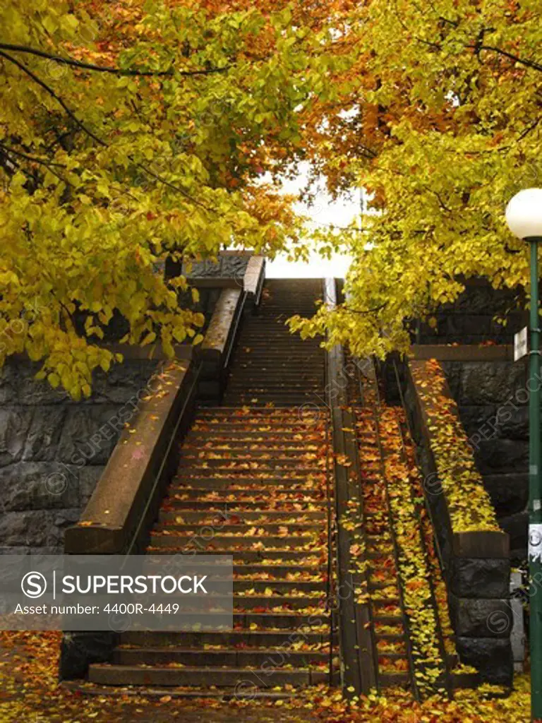 Stairs covered with autumn leaves