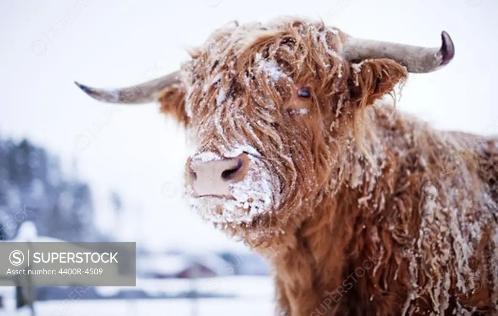 Highland cattle cover with snow