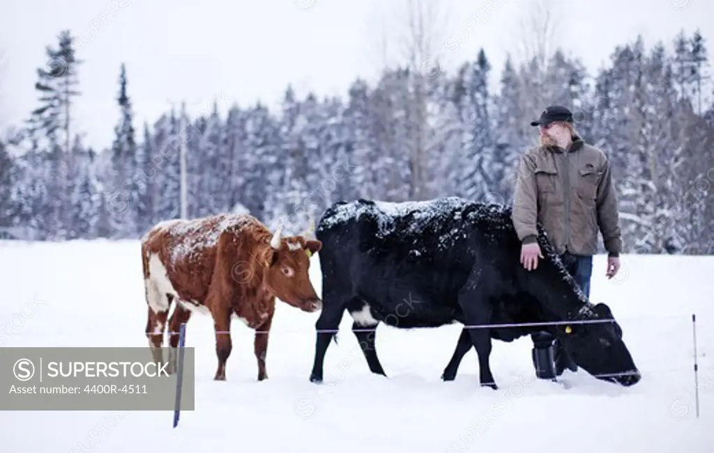 Farmer standing with cows in winter landscape