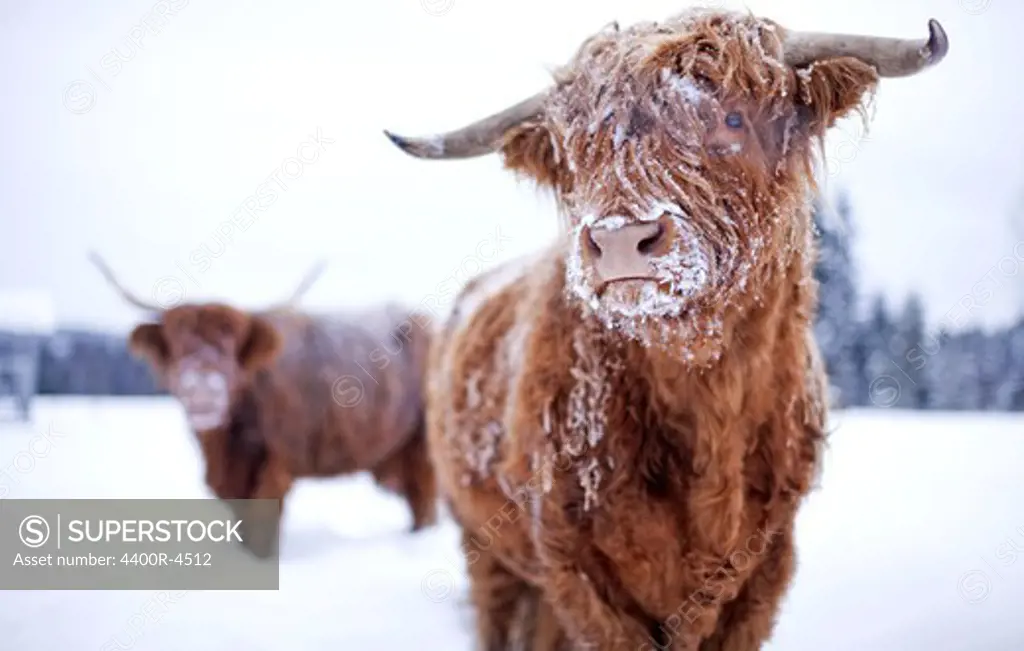 Highland cattle cover with snow