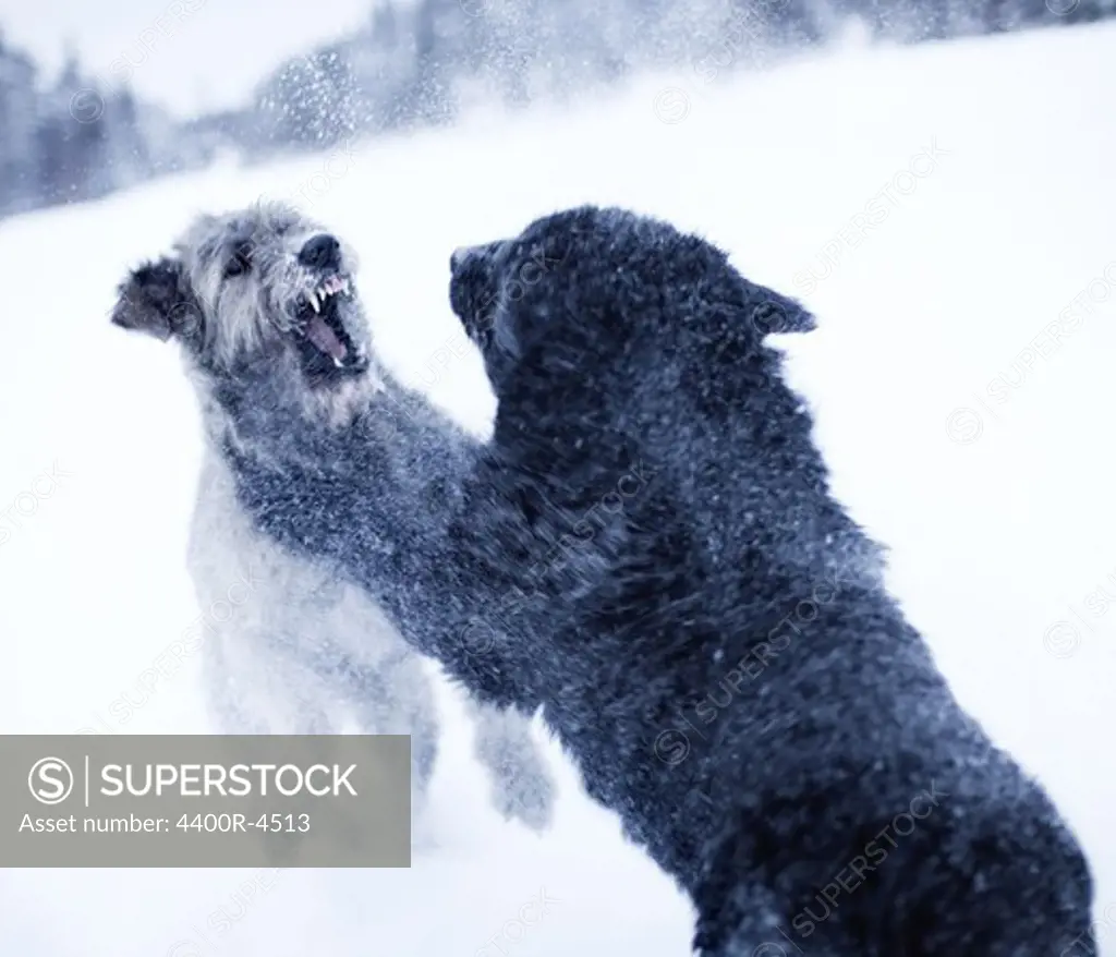 Dogs fighting in snow