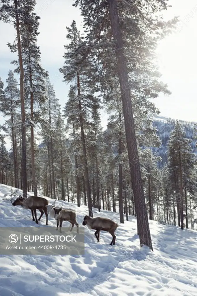 Four reindeers in snow