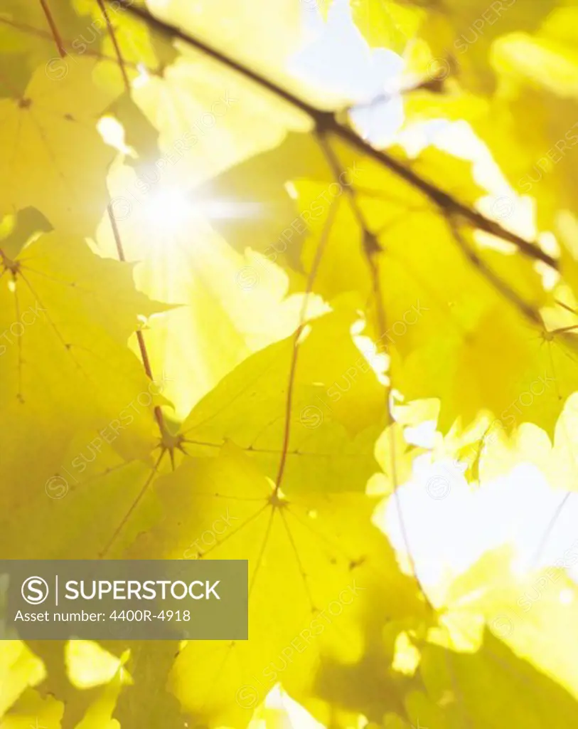 Sun shining through autumn leaves, close-up