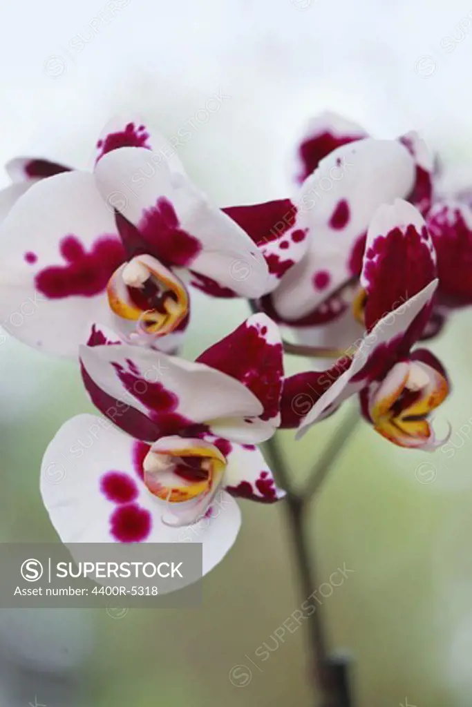 Close up of orchid flower