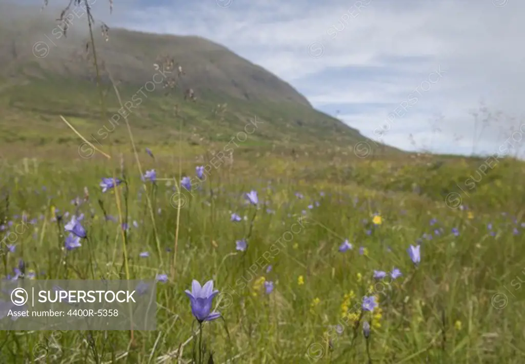 Harebells in mountains landscape, Island.