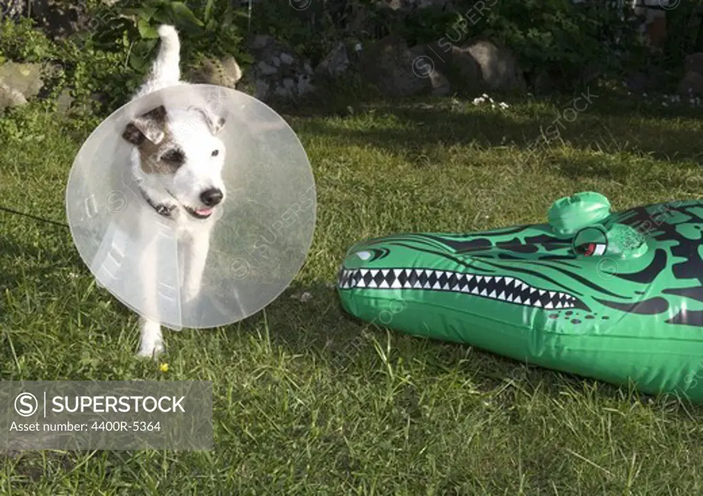 A wounded dog and a inflatable crocodile, Sweden.