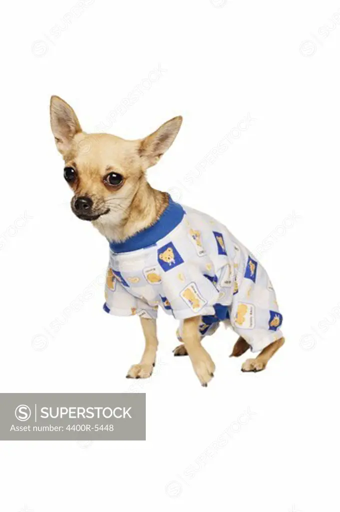 A chihuahua wearing clothes, Sweden.