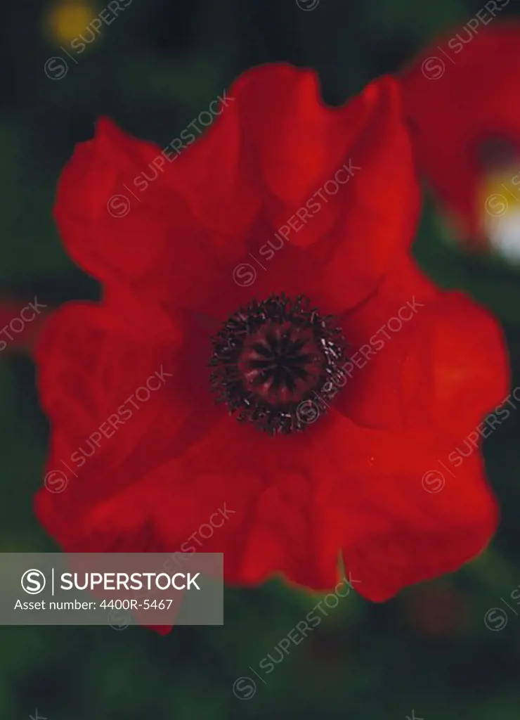 A red poppy, close-up, Sweden.