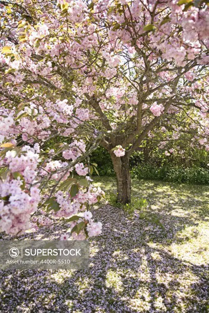Flowering cherry-tree, Oland, Sweden.