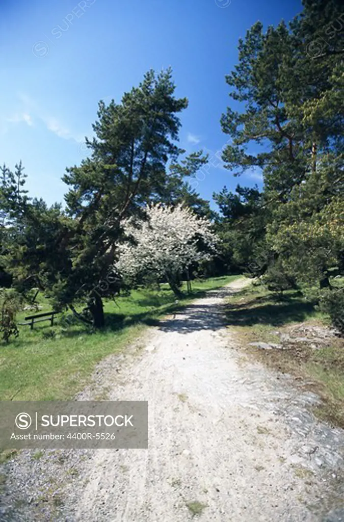 A country road, flowering apple-trees, Sweden.