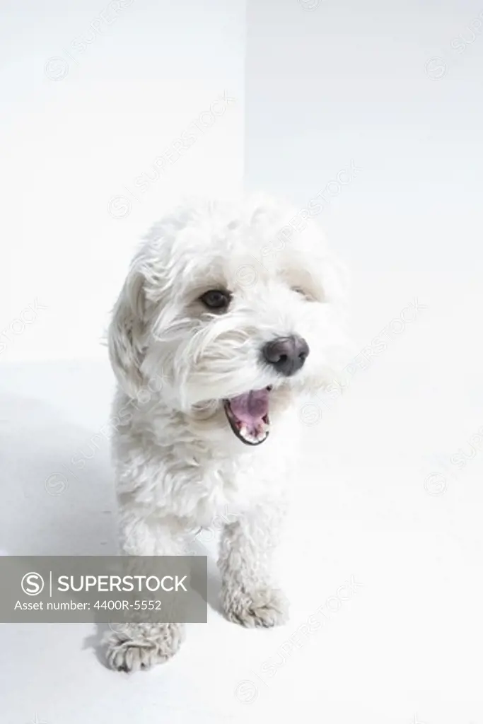 A white terrier.
