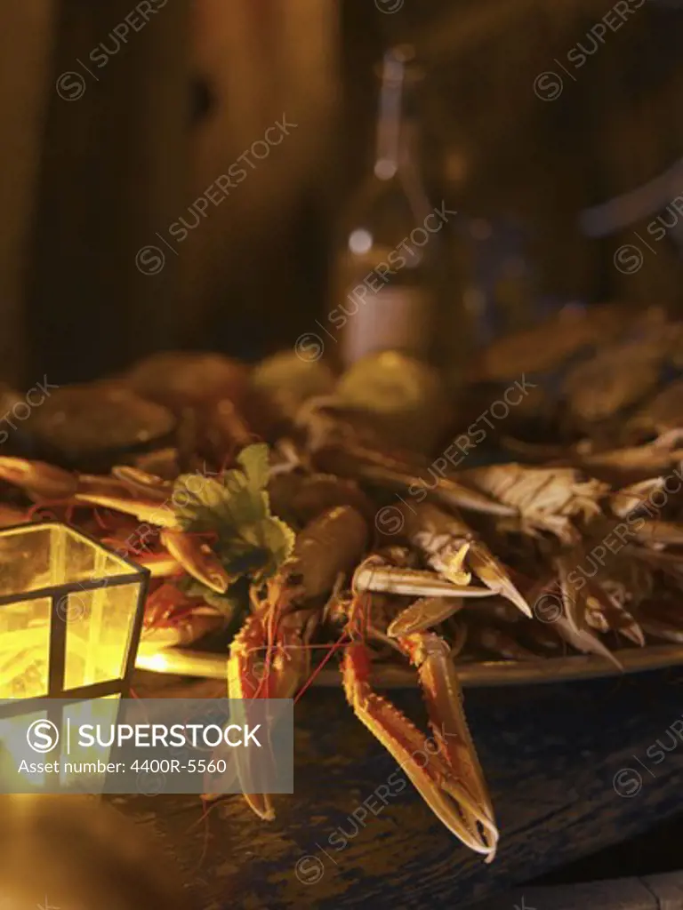 Norway lobsters, Bohuslan, Sweden.